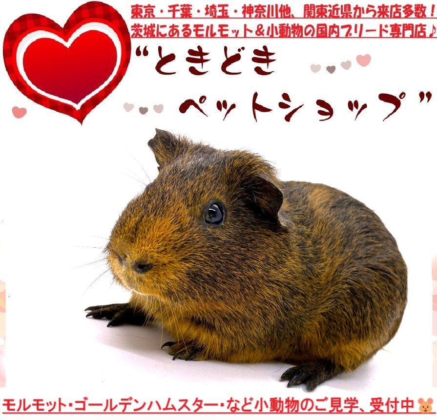モルモット売約済み（イングリッシュモルモット、チョコ、単色）｜モルモット・小動物専門ブリーダー【ときどきペットショップ】