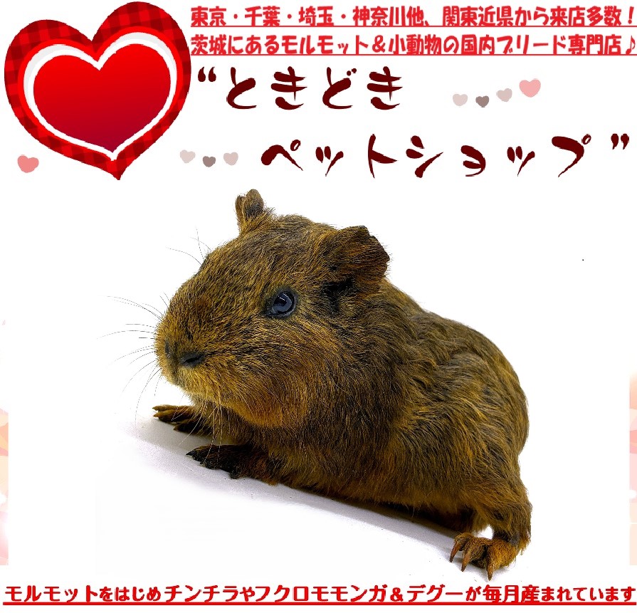 モルモット売約済み（イングリッシュモルモット、チョコ、茶色、単色カラー)｜モルモット販売・小動物専門ブリーダー【ときどきペットショップ】