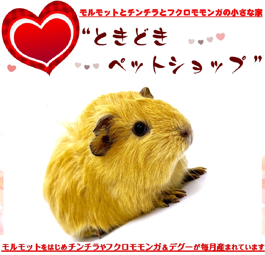 モルモット‐アビシニアンモルモット