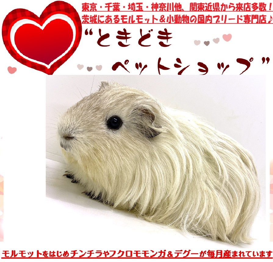お迎えいただいたシェルティモルモット（ホワイト、白）｜シェルティモルモット販売・ブリーダー直譲【ときどきペットショップ】