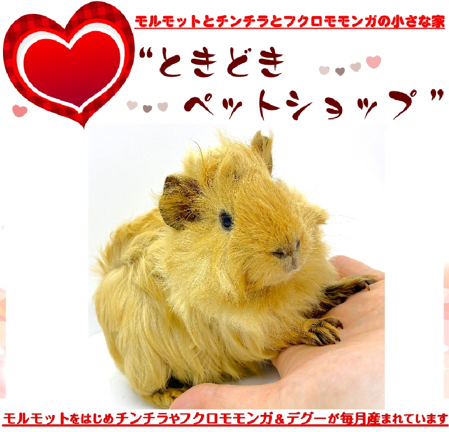 アビシニアンモルモット売約済み（茶色、クリーム）｜アビシニアンモルモット販売・ブリーダー直譲【ときどきペットショップ】