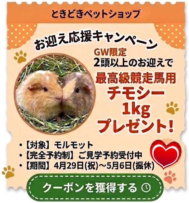 モルモット販売ゴールデンウイーク限定キャンペーン・クーポン｜モルモット販売・小動物専門ブリーダー【ときどきペットショップ】