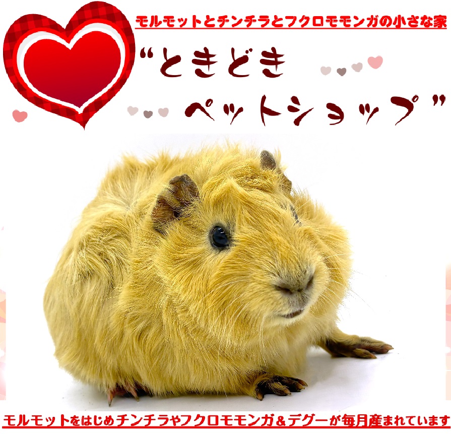 お迎えいただいたアビシニアンモルモット（クリーム、茶色）｜アビシニアンモルモット販売・ブリーダー直譲【ときどきペットショップ】）