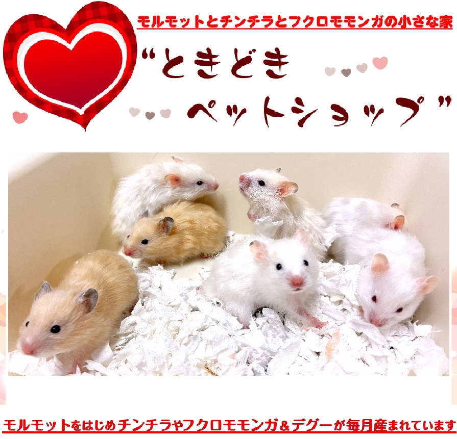 ゴールデンハムスター売約済み（シリアンハムスター）キンクマ、アイボリー｜ゴールデンハムスター（シリアンハムスター）・小動物専門店ときどきペットショップ