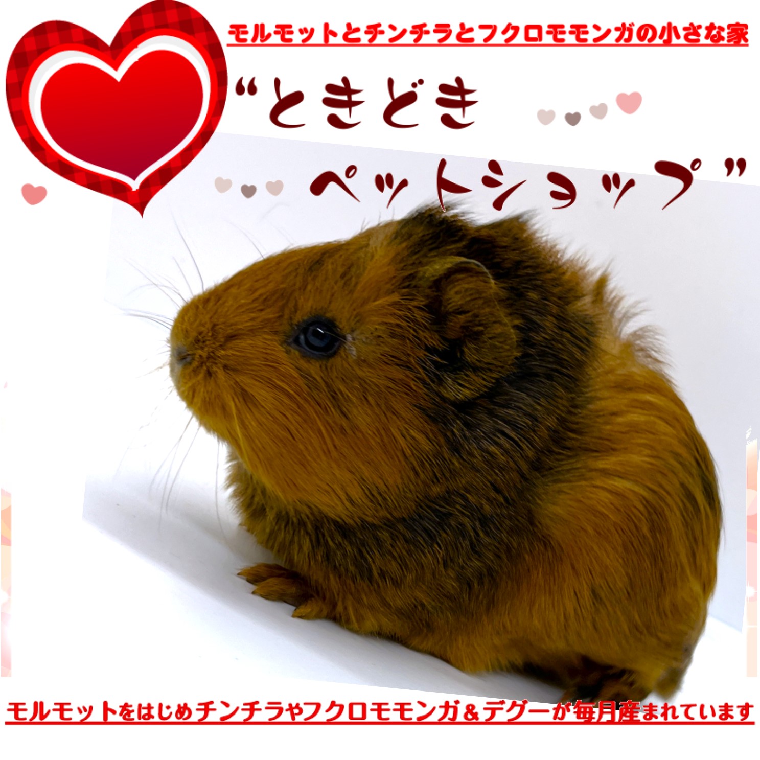 ときどきペットショップ アビシニアンモルモット