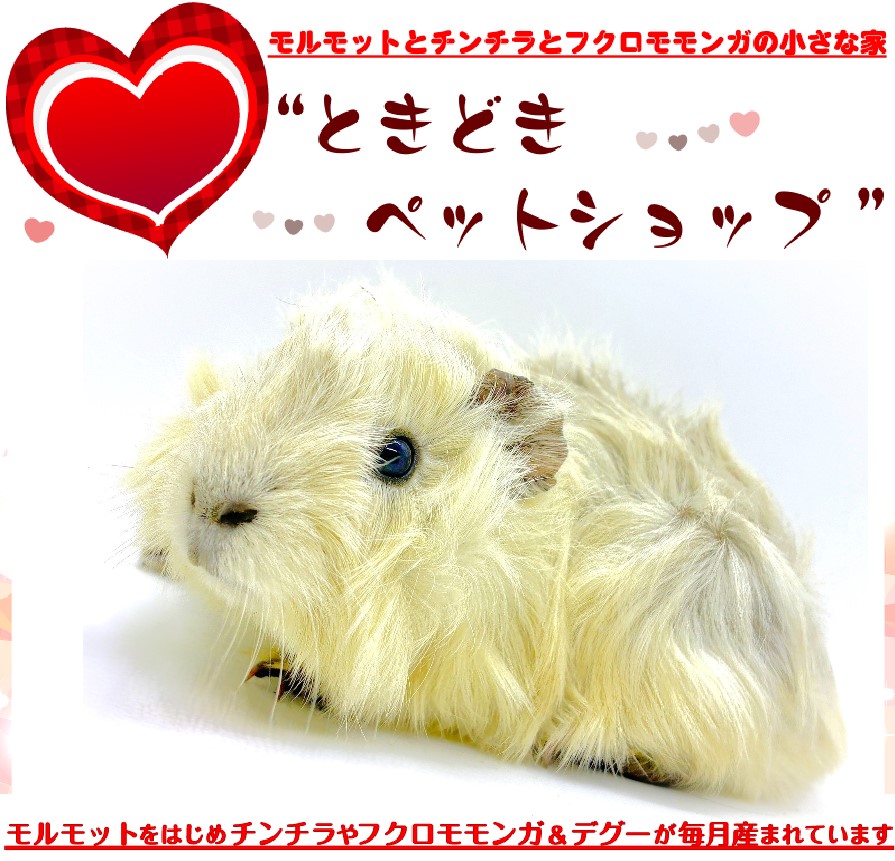 お迎えいただいたアビシニアンモルモット（白、ホワイト）｜アビシニアンモルモット販売・ブリーダー直譲【ときどきペットショップ】）
