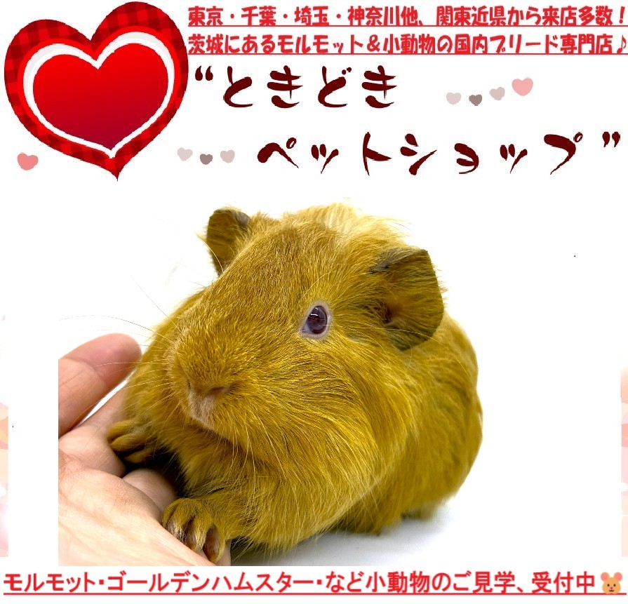 モルモット販売(種類：シェルティモルモット、クリーム、、ルビーアイ赤目、男の子)｜モルモット・ゴールデンハムスター販売・小動物専門ブリーダー直営ペットショップ[ときどきペットショップ]