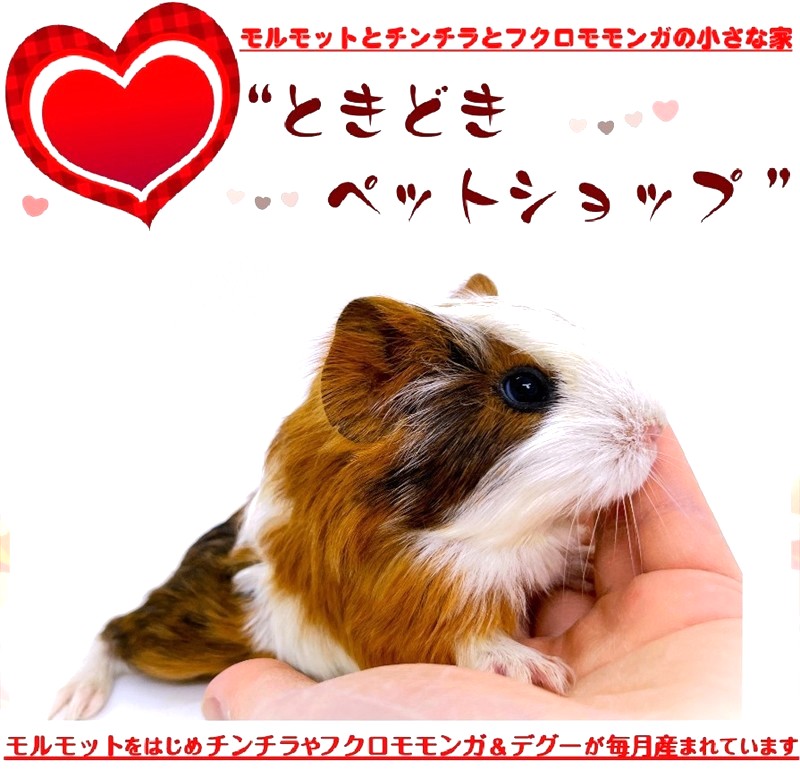 お迎えいただいたシェルティモルモット（茶、オレンジ、トライカラー）｜シェルティモルモット販売・ブリーダー直譲【ときどきペットショップ】