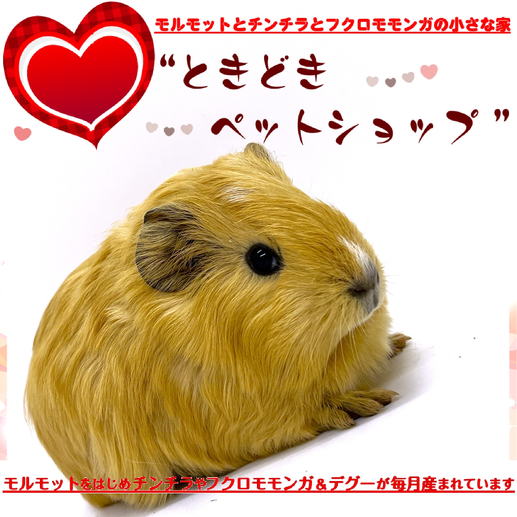 お迎えいただいたシェルティモルモット（クリーム、オレンジ、茶）｜シェルティモルモット販売・ブリーダー直譲【ときどきペットショップ】