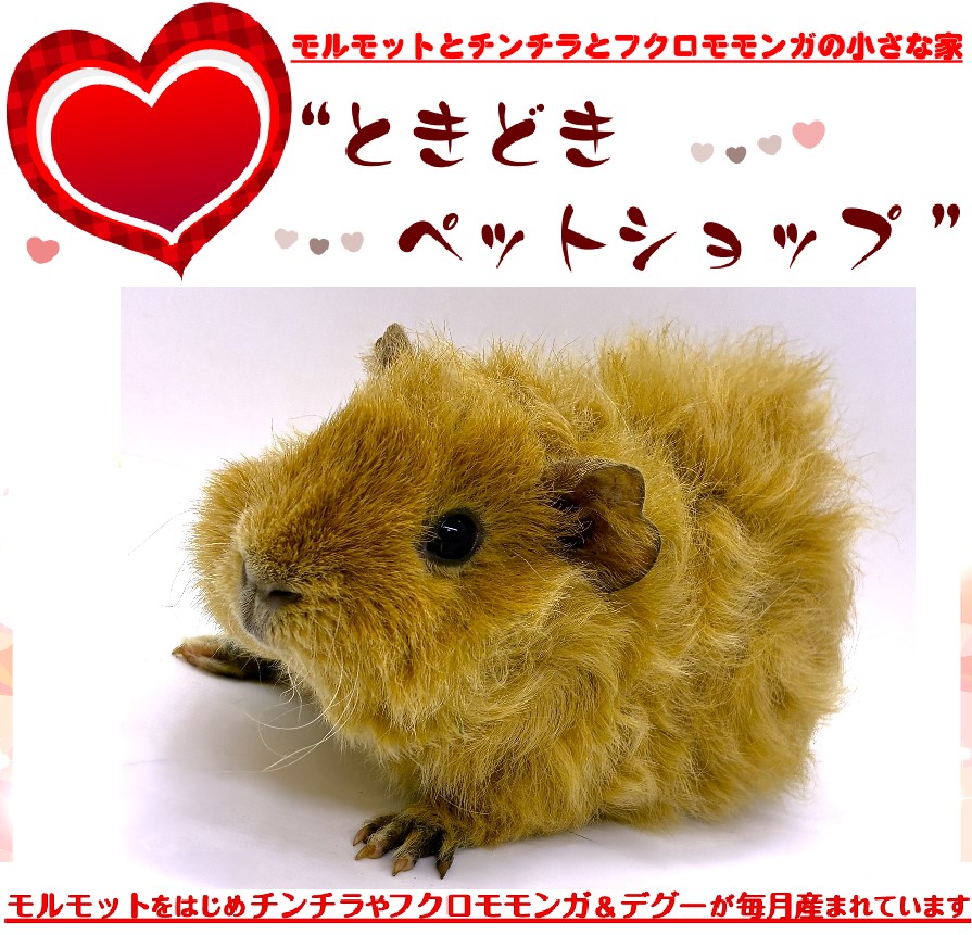 お迎えいただいたテディモルモット｜テディモルモット販売・ブリーダー直譲【ときどきペットショップ】