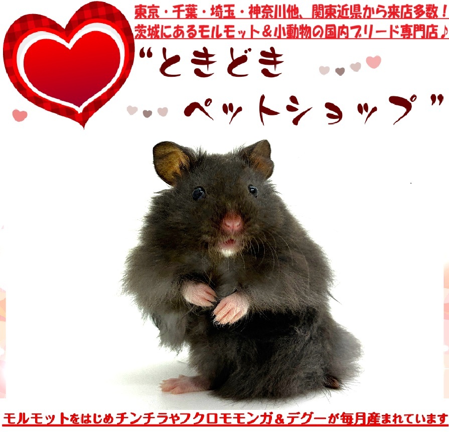 ゴールデンハムスター（シリアンハムスター）クロクマハムスター販売｜ゴールデンハムスター（シリアンハムスター）・小動物専門店ときどきペットショップ