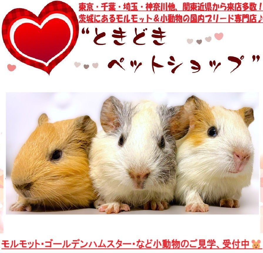 イングリッシュモルモット販売(3姉妹)｜モルモット・ゴールデンハムスター販売・小動物専門ブリーダーときどきペットショップ260508