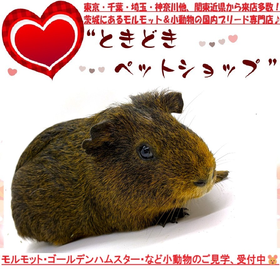 モルモット売約済み（イングリッシュモルモット、チョコ、単色）｜モルモット・小動物専門ブリーダー【ときどきペットショップ】