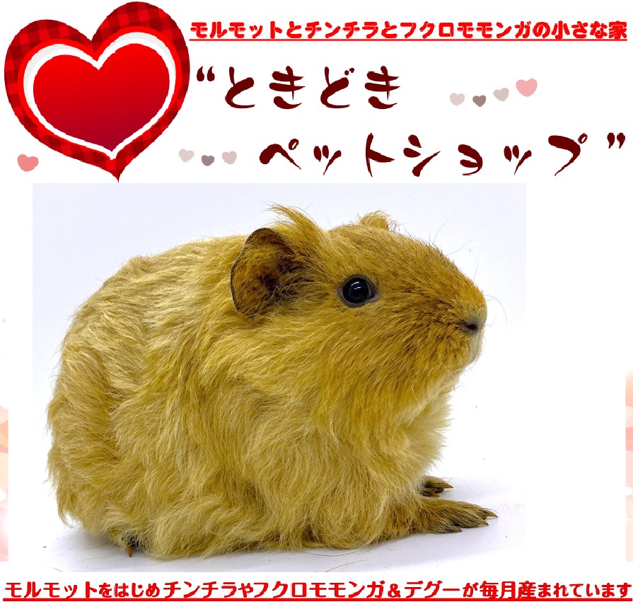 お迎えいただいたテディモルモット（茶色、男の子）｜テディモルモット販売・ブリーダー直譲【ときどきペットショップ】