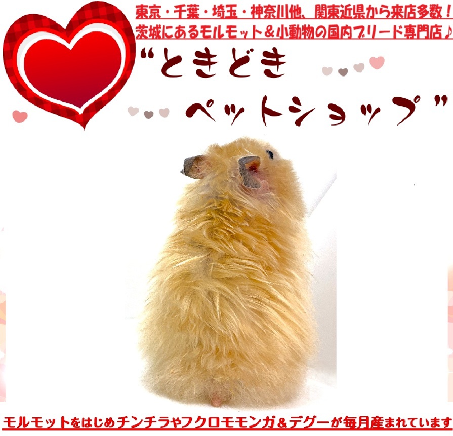 ゴールデンハムスター（シリアンハムスター)キンクマカラー販売｜ゴールデンハムスター・小動物専門店【ときどきペットショップ】