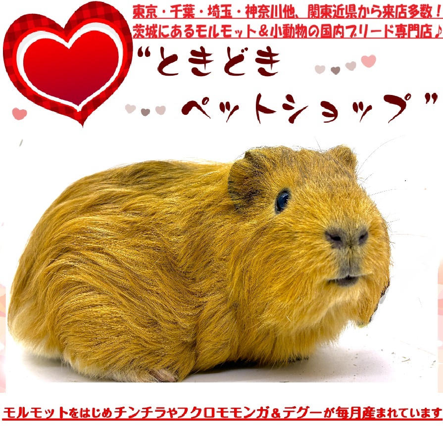 モルモット販売済み（イングリッシュモルモット、茶色、単色）｜モルモット販売・小動物専門ブリーダー【ときどきペットショップ】