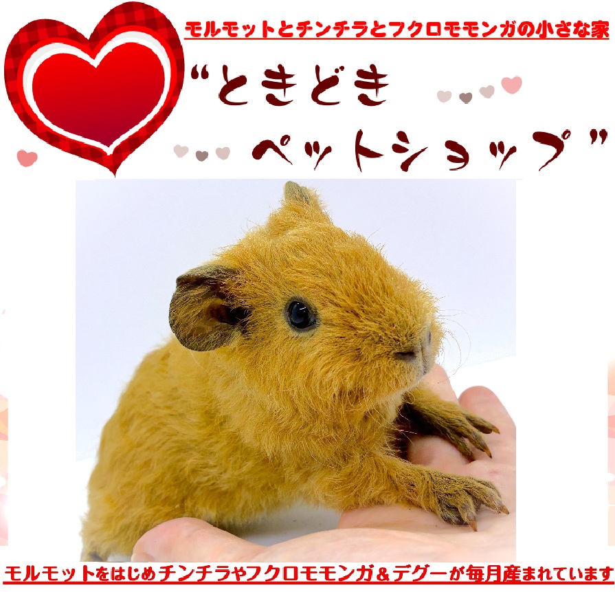 テディモルモット（茶色、男の子）売約済み｜テディモルモット販売・ブリーダー直譲【ときどきペットショップ】