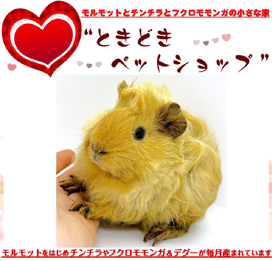 アビシニアンモルモット売約済み（茶色、クリーム）｜アビシニアンモルモット販売・ブリーダー直譲【ときどきペットショップ】