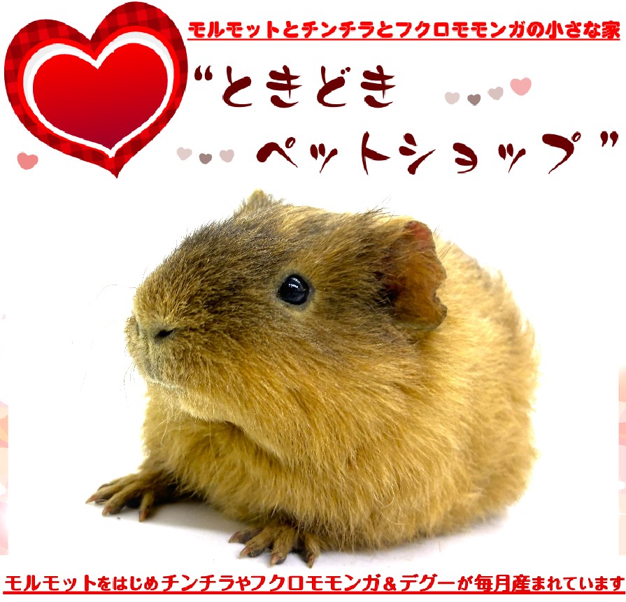 お迎えいただいたテディモルモット（茶色）｜テディモルモット販売・ブリーダー直譲【ときどきペットショップ】
