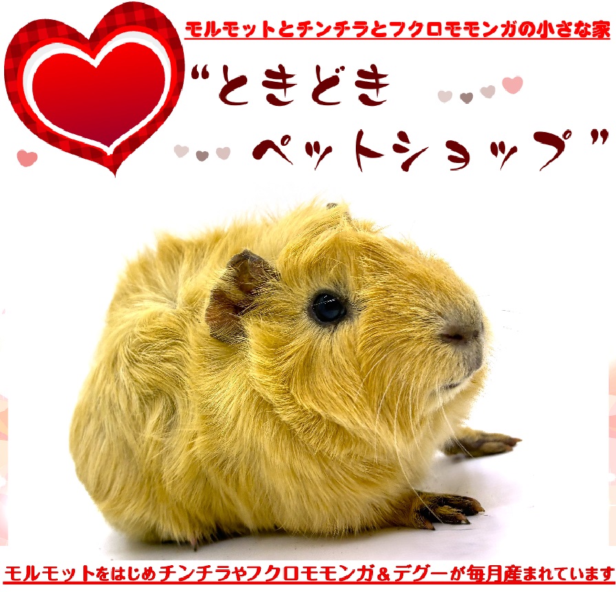 お迎えいただいたアビシニアンモルモット（クリーム、茶色）｜アビシニアンモルモット販売・ブリーダー直譲【ときどきペットショップ】）