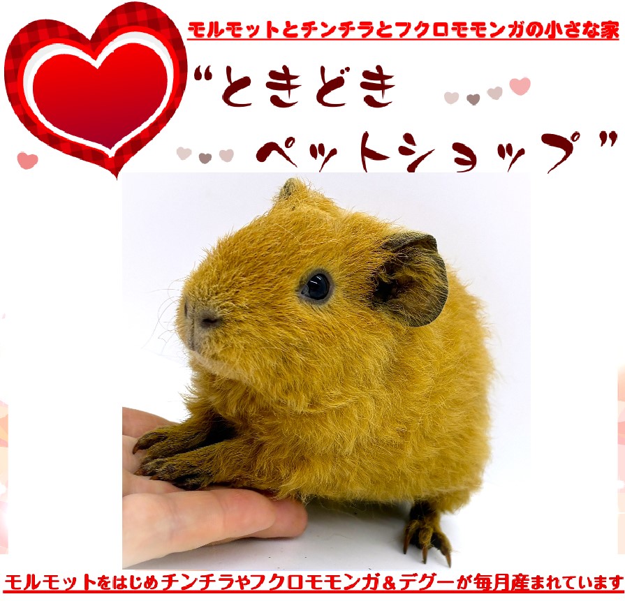 テディモルモット（茶色、男の子）売約済み｜テディモルモット販売・ブリーダー直譲【ときどきペットショップ】