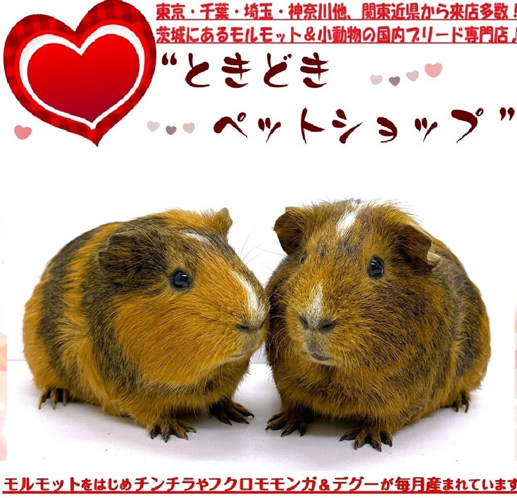 モルモットなかよくチモシーもぐもぐ♪ byイングリッシュモルモット