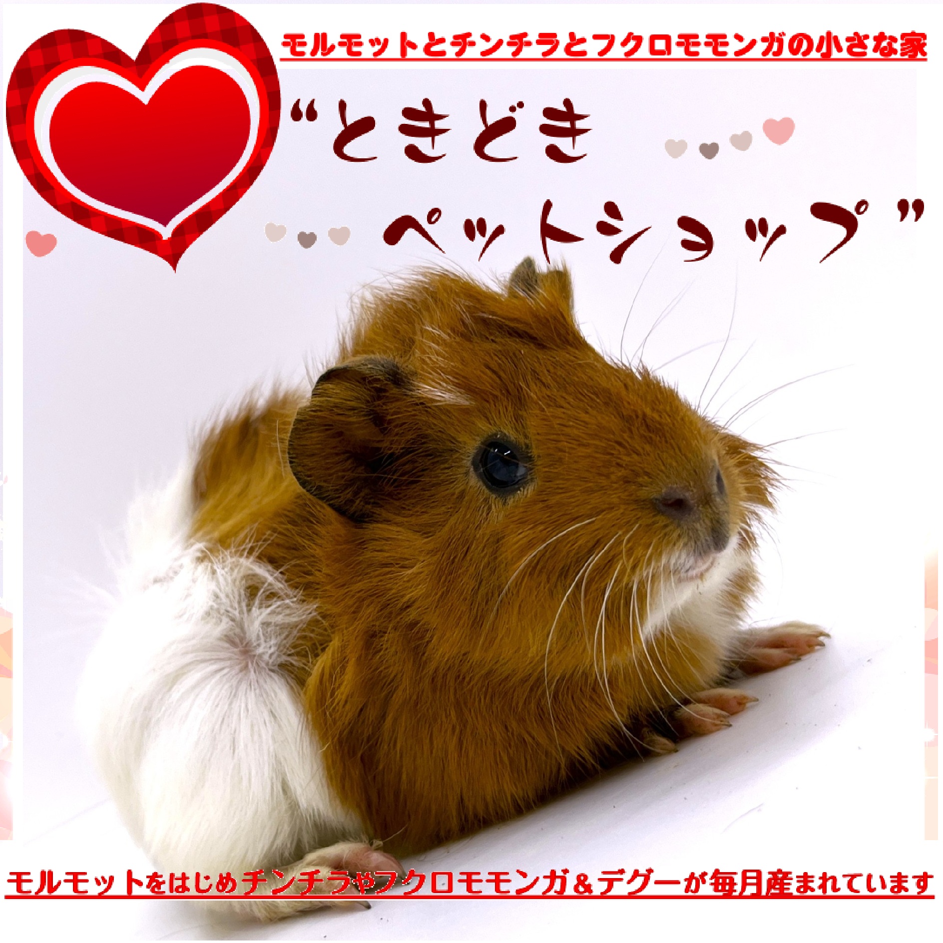 ときどきペットショップ アビシニアンモルモット