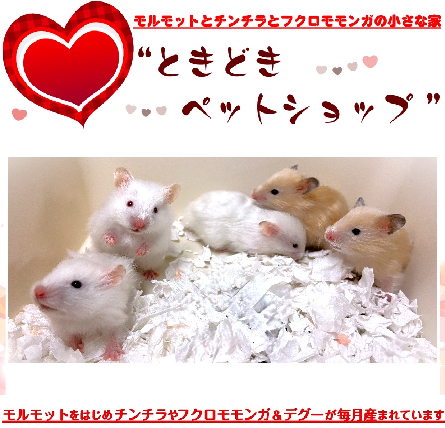 ゴールデンハムスター売約済み（シリアンハムスター）キンクマ、アイボリー｜ゴールデンハムスター（シリアンハムスター）・小動物専門店ときどきペットショップ