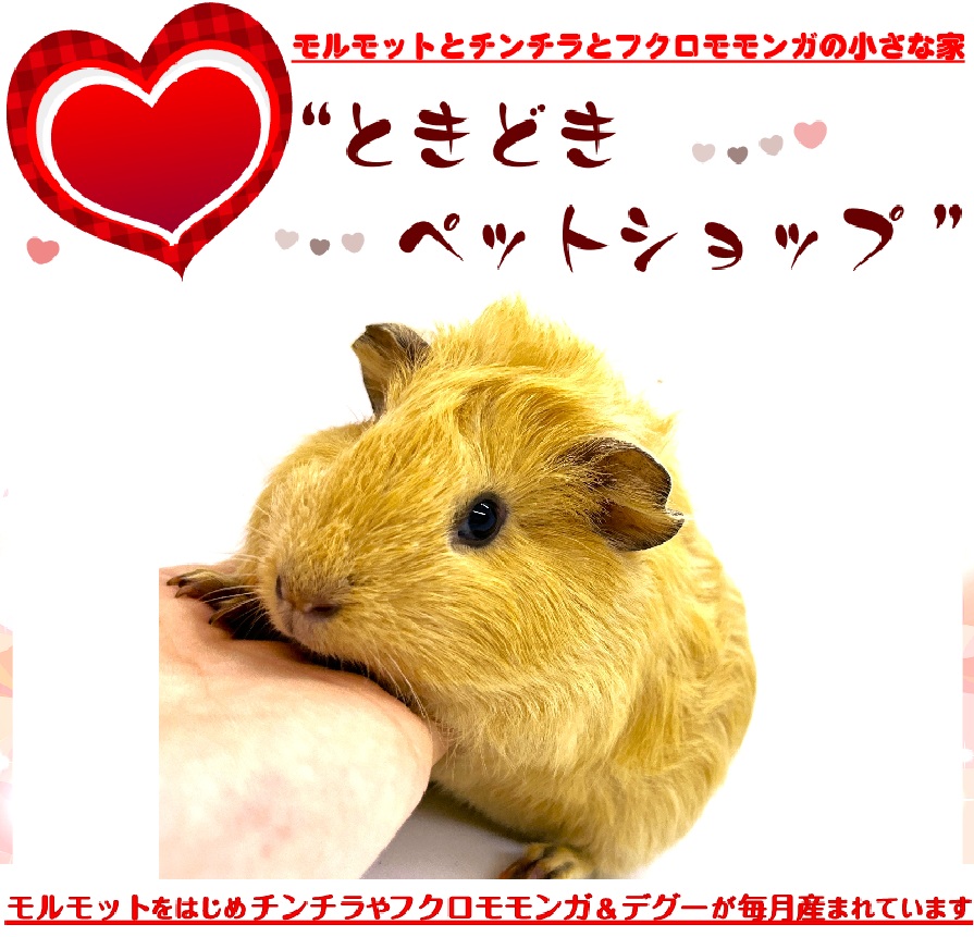 お迎えいただいたアビシニアンモルモット｜アビシニアンモルモット販売・ブリーダー直譲【ときどきペットショップ】