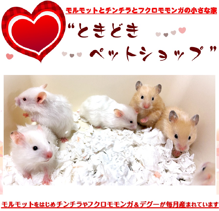ゴールデンハムスターのキンクマ、アイボリー（サテン、長毛）
