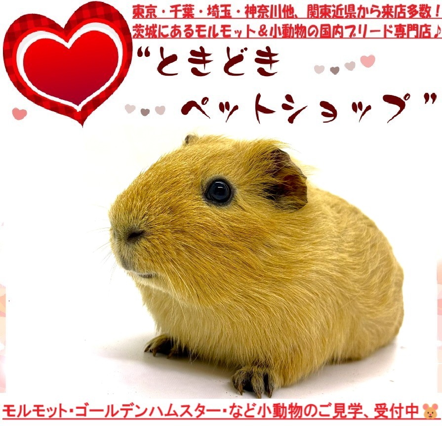 モルモット（イングリッシュモルモット）販売｜モルモット・小動物専門ブリーダー【ときどきペットショップ】