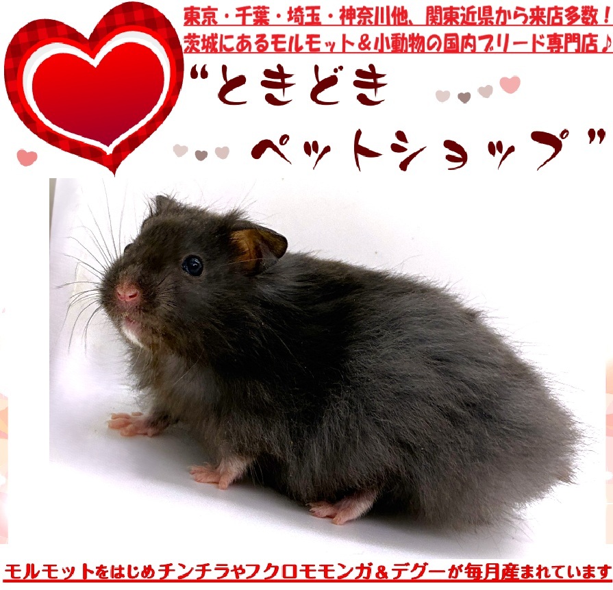 ゴールデンハムスター（シリアンハムスター）クロクマハムスター販売｜ゴールデンハムスター（シリアンハムスター）・小動物専門店ときどきペットショップ
