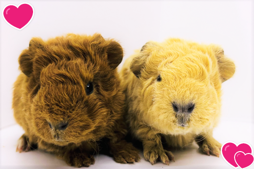 モルモットを多頭飼いすると人になつかない？人懐っこい子に育つ「3つのメリット」