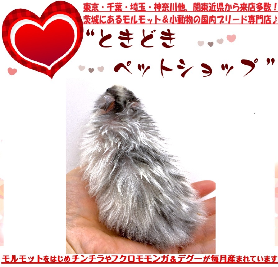 ゴールデンハムスター（シリアンハムスター）希少カラーのドミナントスポット販売｜ゴールデンハムスター(シリアンハムスター)・小動物専門店ときどきペットショップ