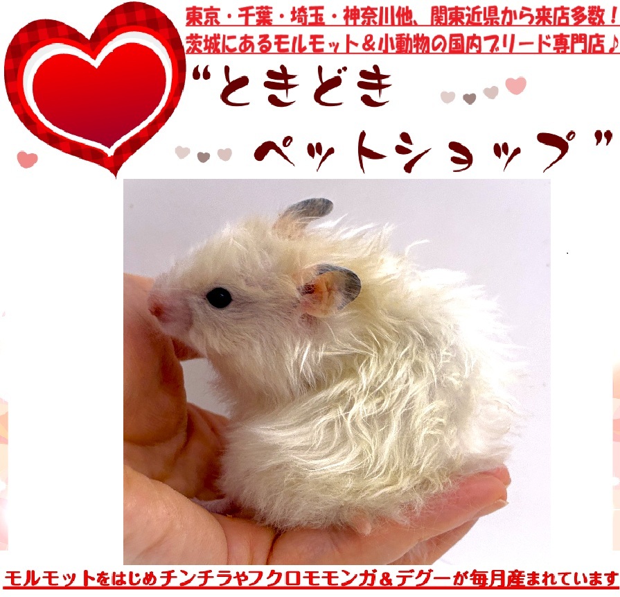 ゴールデンハムスター売約済み（シリアンハムスター）アイボリーカラー｜ゴールデンハムスター・小動物専門店【ときどきペットショップ】