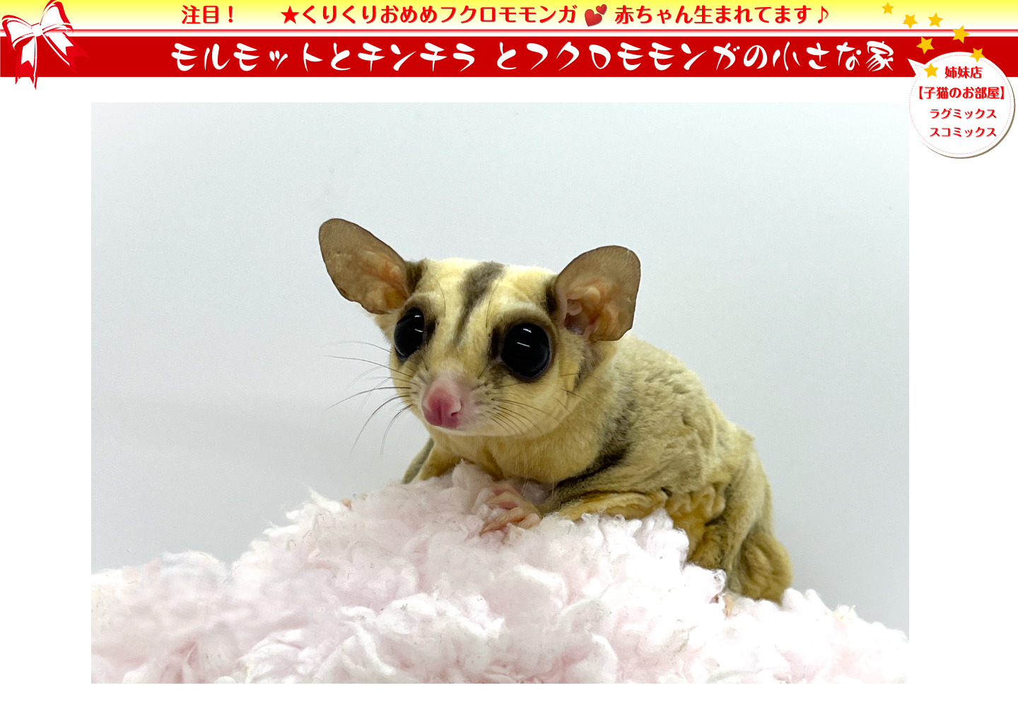 フクロモモンガ - モルモット・ゴールデンハムスター販売｜小動物専門