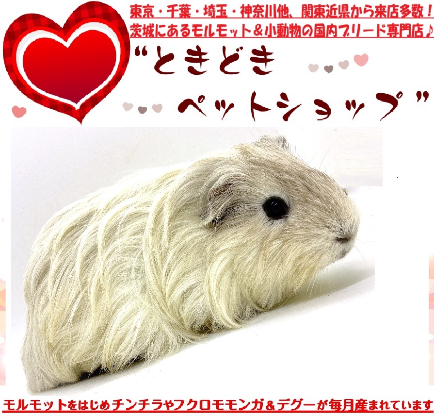 お迎えいただいたシェルティモルモット（ホワイト、白）｜シェルティモルモット販売・ブリーダー直譲【ときどきペットショップ】