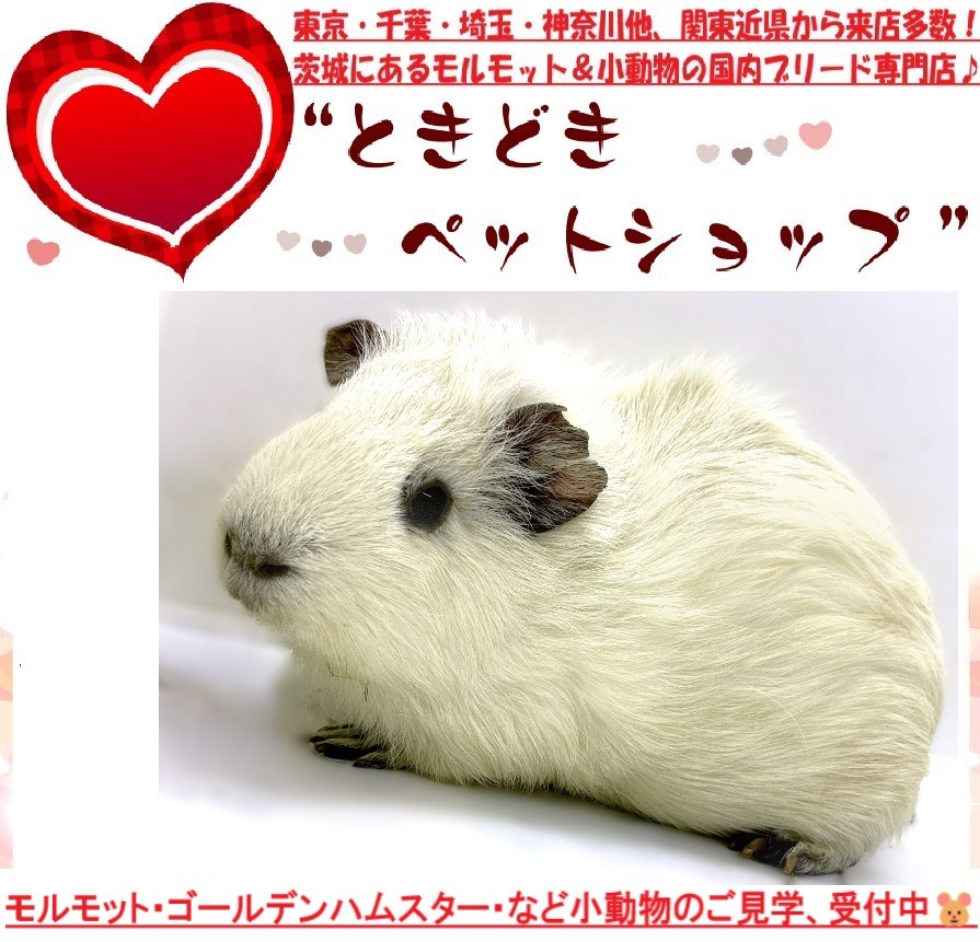 モルモット（イングリッシュモルモット）販売｜モルモット・小動物専門ブリーダー【ときどきペットショップ】