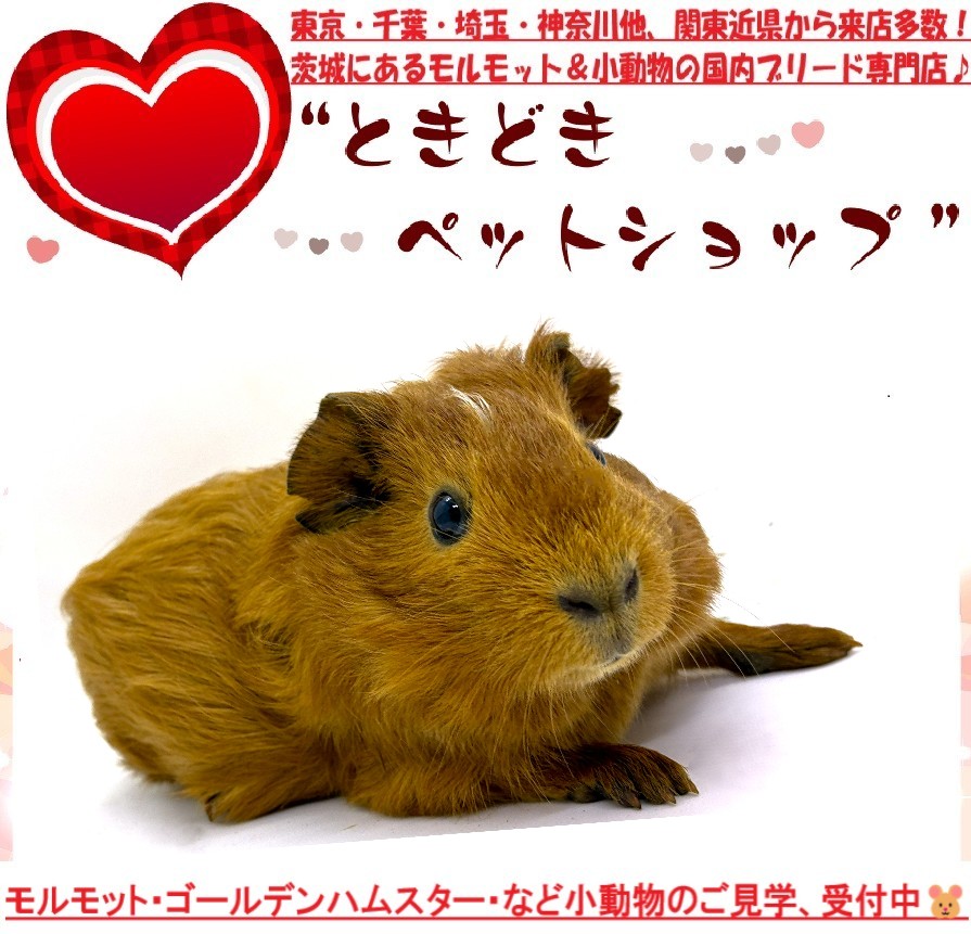 モルモット（イングリッシュモルモット）販売｜モルモット・小動物専門ブリーダー【ときどきペットショップ】