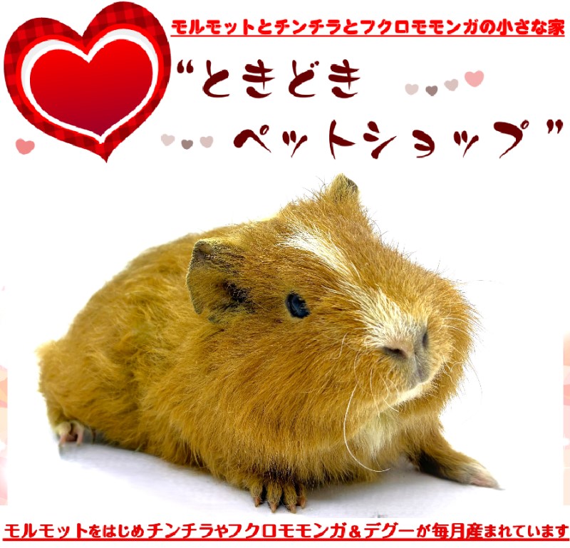 お迎えいただいたテディモルモット（茶色）｜テディモルモット販売・ブリーダー直譲【ときどきペットショップ】