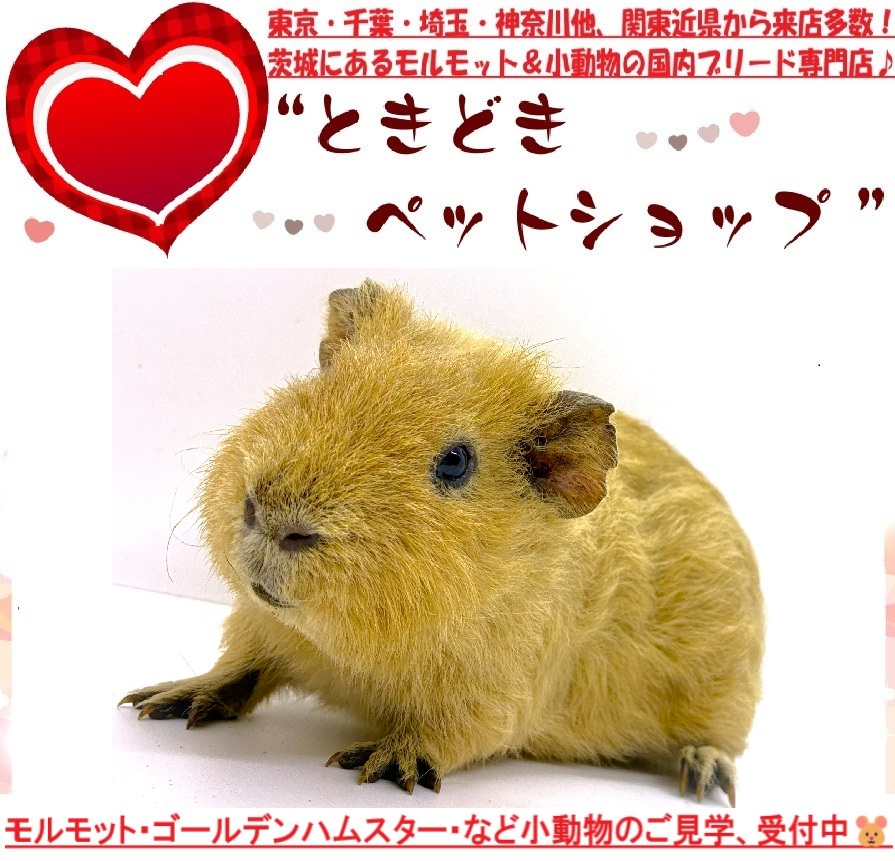 テディモルモット販売（クリーム、人気カラー）｜モルモット・ゴールデンハムスター販売・小動物専門ブリーダーときどきペットショップ