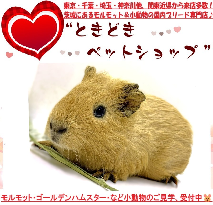 モルモット（イングリッシュモルモット）販売｜モルモット・小動物専門ブリーダー【ときどきペットショップ】