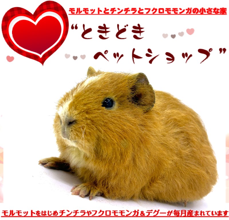 お迎えいただいたテディモルモット（茶色）｜テディモルモット販売・ブリーダー直譲【ときどきペットショップ】