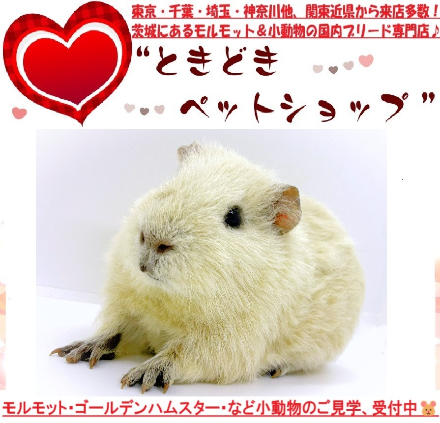 テディモルモット売約済み（ホワイト、白、単色）｜テディモルモット販売・ブリーダー直譲【ときどきペットショップ】