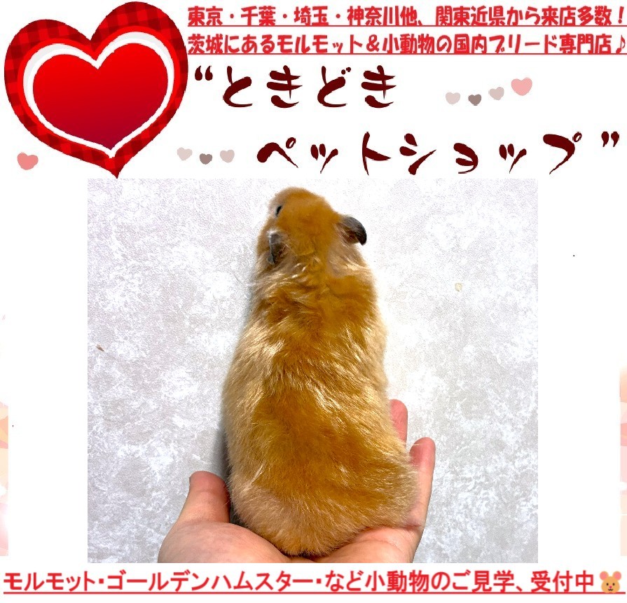 ゴールデンハムスター（キンクマハムスター）販売(短毛、サテン)｜モルモット・ゴールデンハムスター販売・小動物専門ブリーダー[ときどきペットショップ]