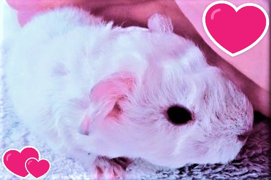 モルモット赤ちゃん｜モルモット販売・小動物専門ブリーダー【ときどきペットショップ】