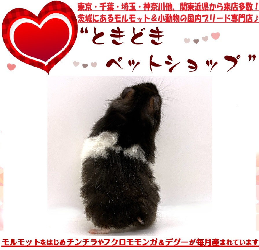 ゴールデンハムスター売約済み「ブラックバンデッド」｜ゴールデンハムスター・小動物専門ブリーダー直営「ときどきペットショップ」
