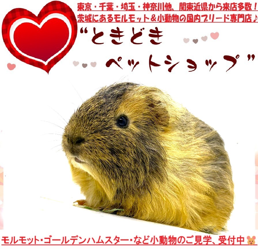 シェルティモルモット販売（クリーム）｜モルモット・ゴールデンハムスター販売・小動物専門ブリーダーときどきペットショップ