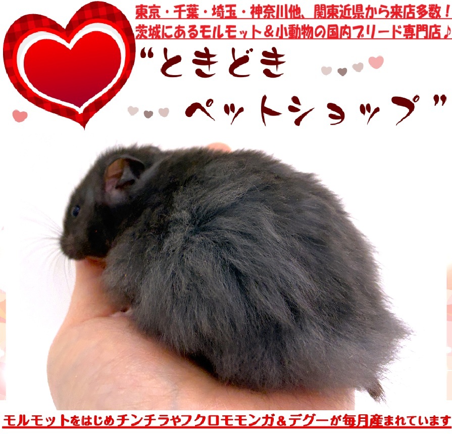 ゴールデンハムスター（シリアンハムスター）クロクマハムスター販売｜ゴールデンハムスター（シリアンハムスター）・小動物専門店ときどきペットショップ