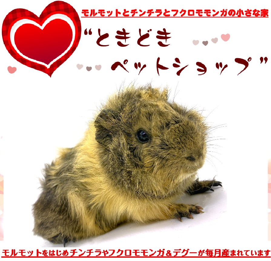 お迎えいただいたアビシニアンモルモット（グレー、クリーム）｜アビシニアンモルモット販売・ブリーダー直譲【ときどきペットショップ】）